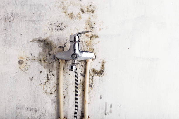 Best Mold Remediation for Specific Building Types in Palmyra, WI