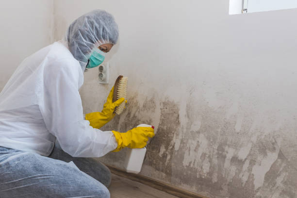 Best Residential Mold Remediation in Palmyra, WI