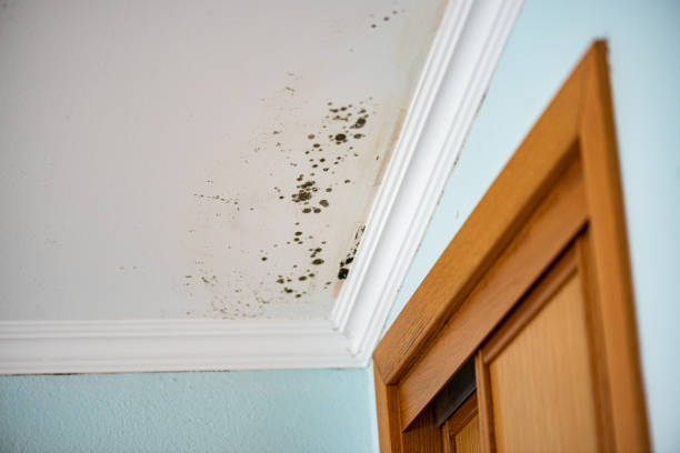Best Attic Mold Remediation in Palmyra, WI