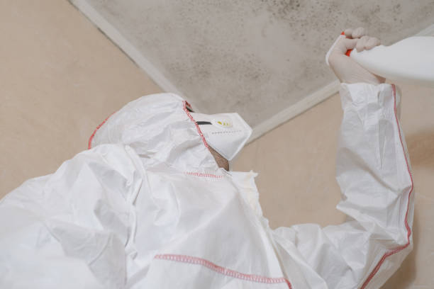 Best Health and Safety Mold Remediation in Palmyra, WI