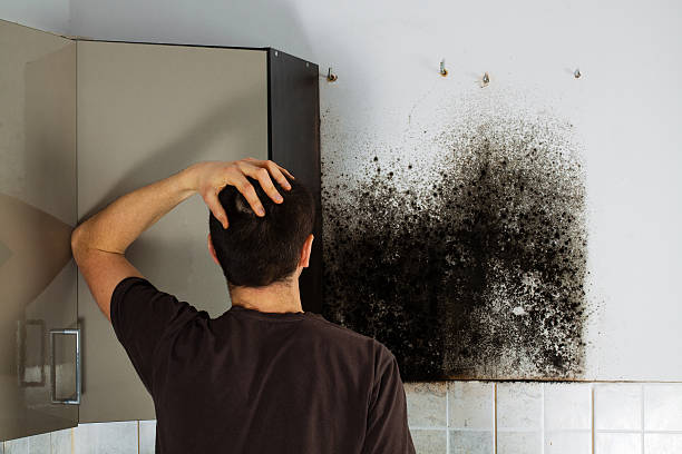 Best Health and Safety Mold Remediation in Palmyra, WI
