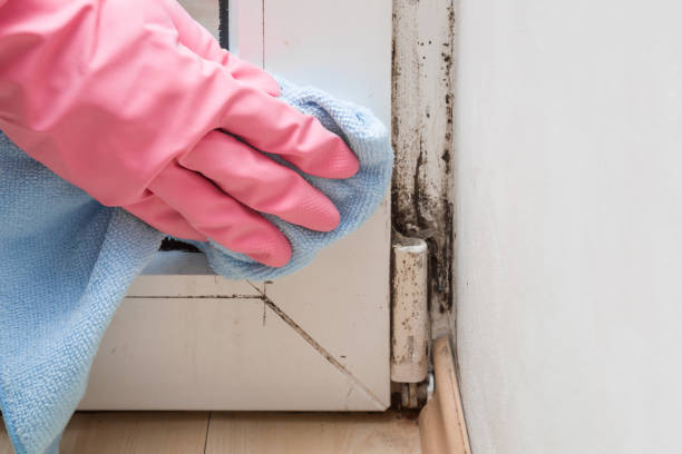 Best Post-Flood Mold Remediation in Palmyra, WI