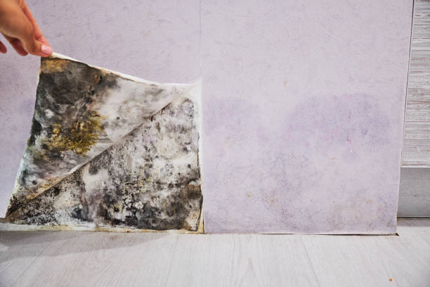 Trusted Palmyra, WI Mold Remediation Experts